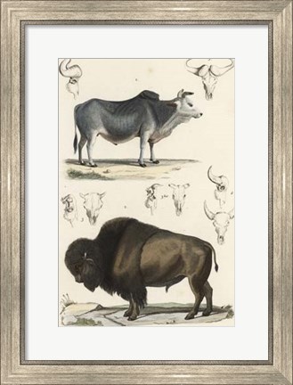 Framed Antique Cow &amp; Bison Study Print