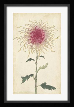 Framed Elegant Chrysanthemums I Print
