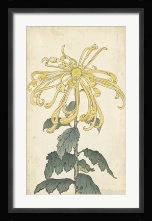 Framed Elegant Chrysanthemums II Print