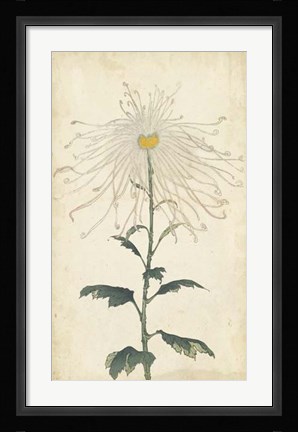 Framed Elegant Chrysanthemums V Print