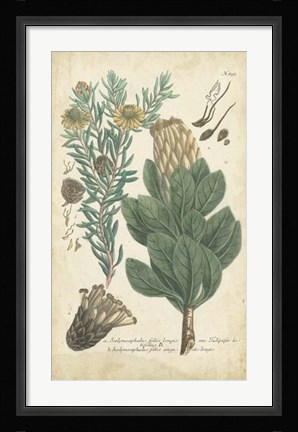 Framed Weinmann Conifers III Print