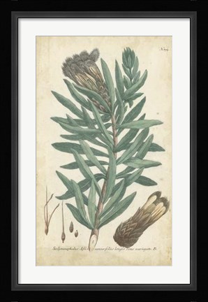 Framed Weinmann Conifers IV Print