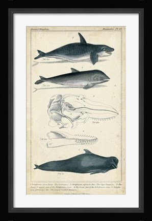 Framed Antique Whale &amp; Dolphin Study I Print