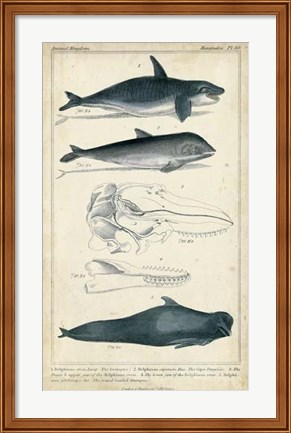 Framed Antique Whale &amp; Dolphin Study I Print