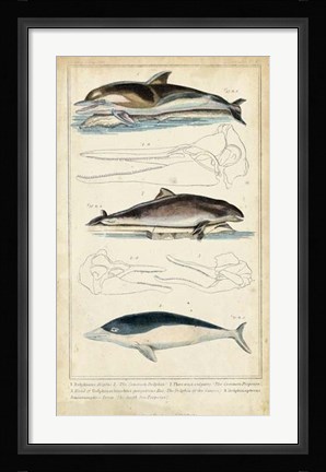 Framed Antique Whale &amp; Dolphin Study II Print