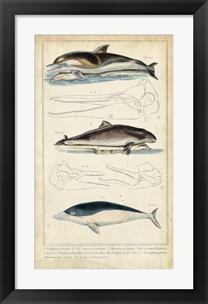 Framed Antique Whale &amp; Dolphin Study II Print