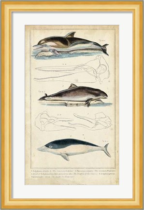 Framed Antique Whale &amp; Dolphin Study II Print