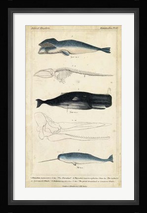 Framed Antique Whale &amp; Dolphin Study III Print