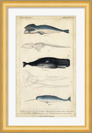 Framed Antique Whale &amp; Dolphin Study III Print