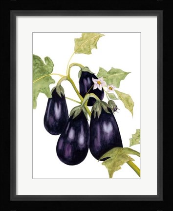 Framed Watercolor Eggplant Print