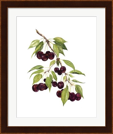 Framed Watercolor Cherries Print