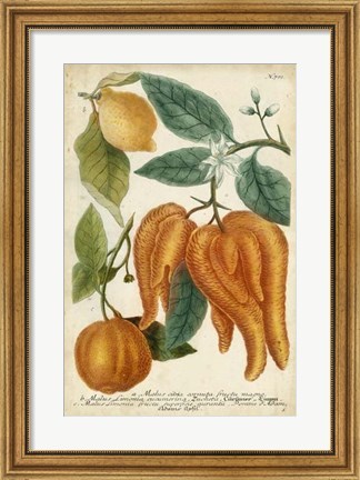 Framed Exotic Citrus I Print