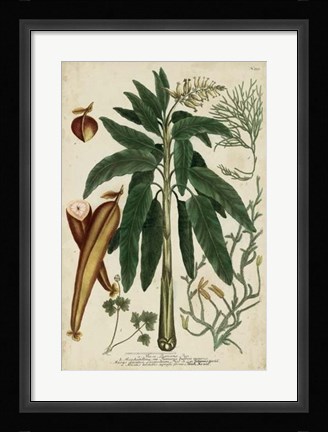 Framed Vintage Tropicals II Print