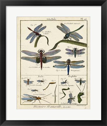 Framed Histoire Naturelle Insects I Print