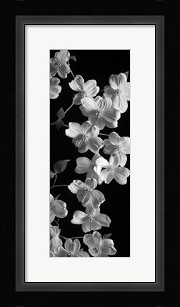 Framed Dogwood 1 Print