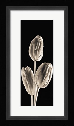 Framed Tulips (panel) Print
