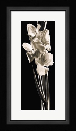 Framed Gladiolas Print