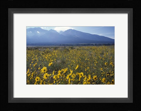 Framed Colorado Mtns Daisies Print