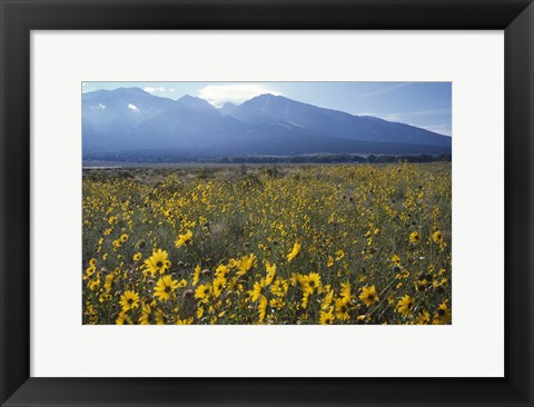 Framed Colorado Mtns Daisies Print