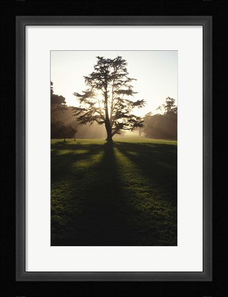 Framed Tree and Light Print