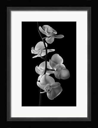 Framed Orchids 1 Print