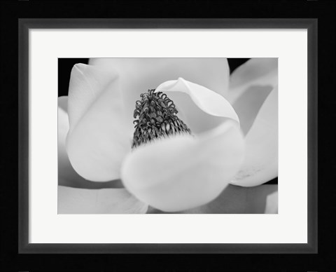 Framed Magnolia Print