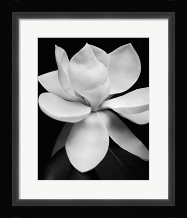 Framed Magnolia Print