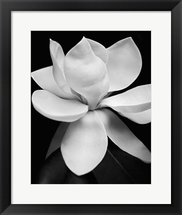 Framed Magnolia Print