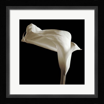 Framed Lily Print