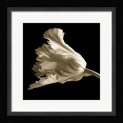 Framed Tulip Print