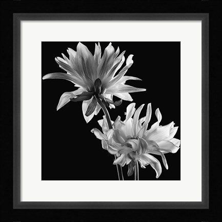 Framed Dahlia Print