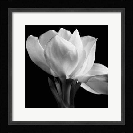 Framed Gardenia Print