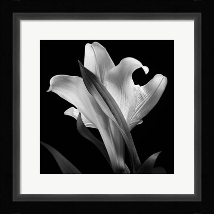 Framed Lily 2 Print