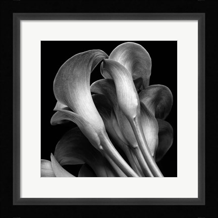 Framed Lillies2 Print