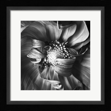 Framed Dahlia 1 Print