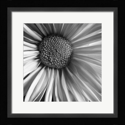 Framed Daisy Print