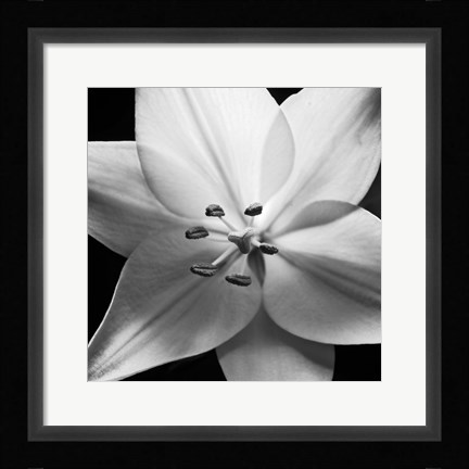 Framed White Lily Print