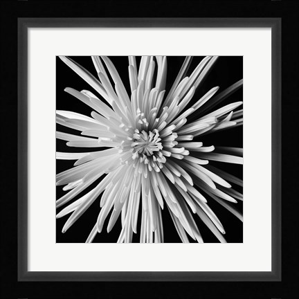 Framed Spider Mum Print