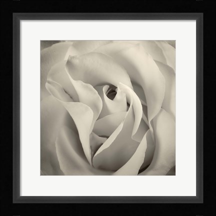 Framed White Rose Print