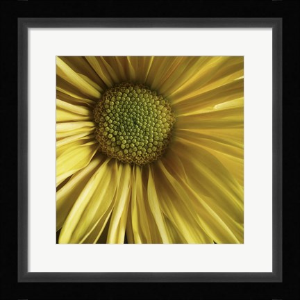 Framed Yellow Daisy Print