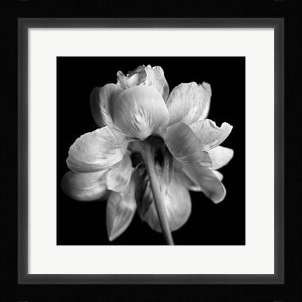 Framed Flower Black and White Print