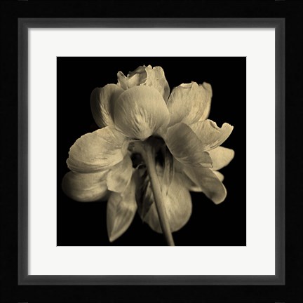 Framed Flower Sepia Print