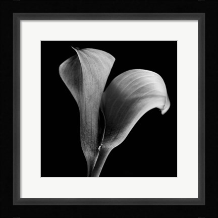 Framed Calla Lilies Black and White Print