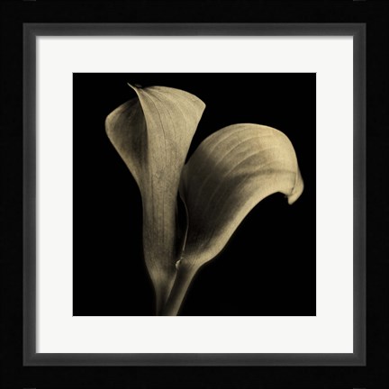 Framed Calla Lilies Sepia Print