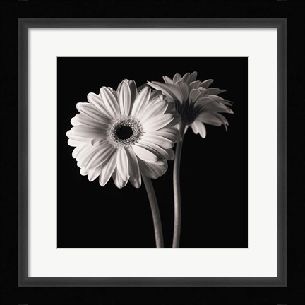 Framed Gerber Daisies 1 Print