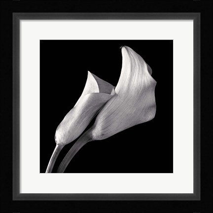 Framed Calla Lilies Print