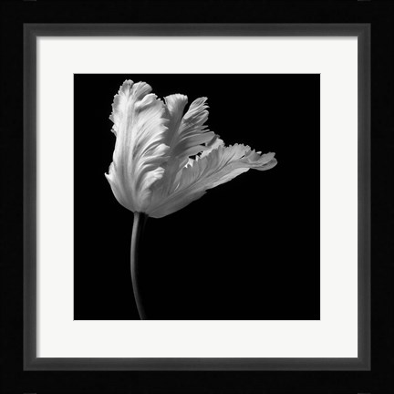 Framed Parrot Tulip Print