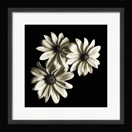 Framed Three Black-Eyed Susans Print