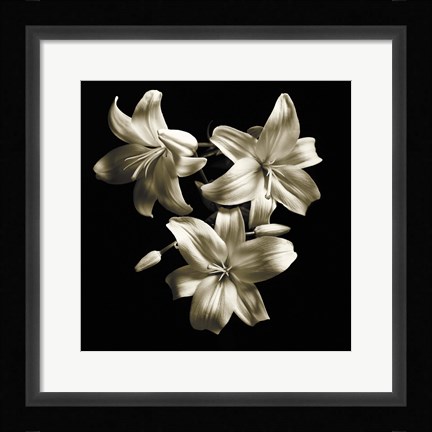 Framed Three Lilies Print