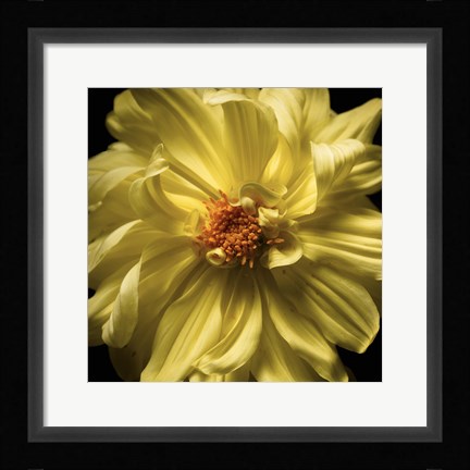 Framed Yellow Delight Print